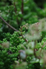 green moss on the tree