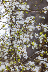 Cherry blossom flowers in the forest