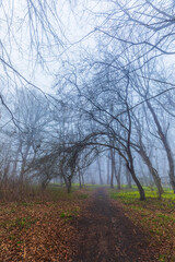 Morning fog in the spring forest