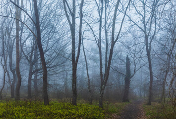 Morning fog in the spring forest