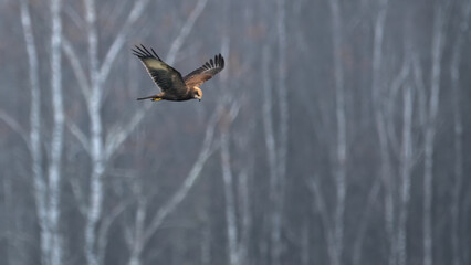 Obraz premium Flying Juvenile Western Marsh Harrier (Circus Aeruginosus)