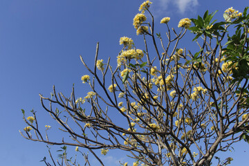 Plumeria Branches with White Flowers on Blue Sky. Yellow and white plumeria flowers. In Indonesia, the name is Kamboja.