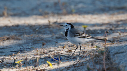 White wagtail foraging on sandy ground in Paralia Mesis