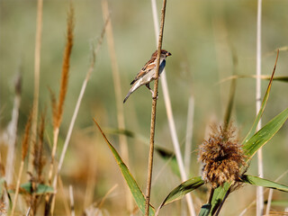 House sparrow perched on a stalk in Greece