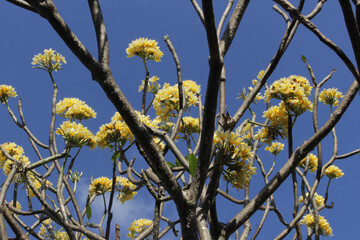 Plumeria Branches with White Flowers on Blue Sky. Yellow and white plumeria flowers. In Indonesia, the name is Kamboja.