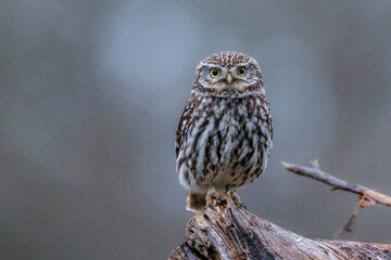 Steinkauz (Athene noctua)