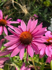 Obraz premium pink and purple flower