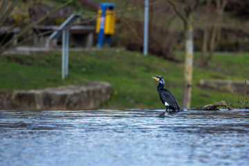 Kormoran (Phalacrocorax carbo)