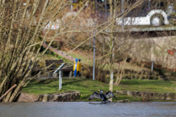 Kormoran (Phalacrocorax carbo)