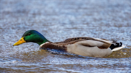 Stockente (Anas platyrhynchos) Männchen