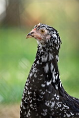 Gallus gallus domesticus aka hen or chicken close-up portrait. Small farm in countryside. Domestic bird. Unusual breed.