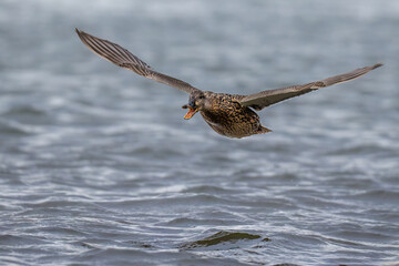 Stockente (Anas platyrhynchos) Weibchen