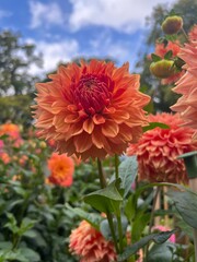 red dahlia flower