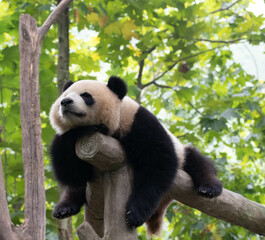 Funny Pose of sleeping panda on the wooden bar, Panda Paradise, China