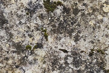 Grunge Texture wallpaper. Grunge grey texture for background. old rough grunge texture for background. abstract background. Blank for design. The grunge panel has a beautiful pattern. 3d render.
