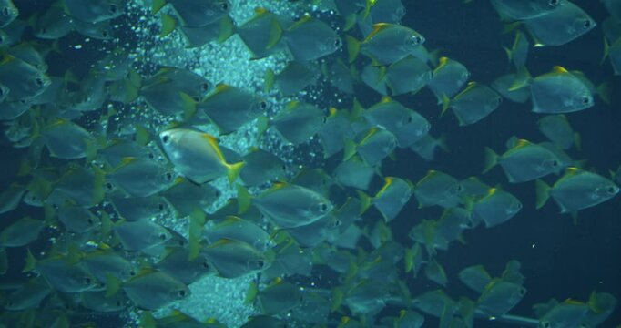 School of yellowtail fish swimming in a large aquarium tank