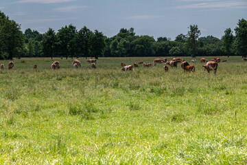 Herd of cows grazing on a green pasture under a blue sky