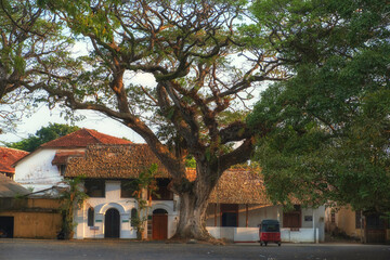 Small red tuk tuk under a huge beautiful tree in the historical city of Galle Sri Lanka
