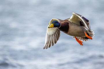 Stockente (Anas platyrhynchos) Männchen