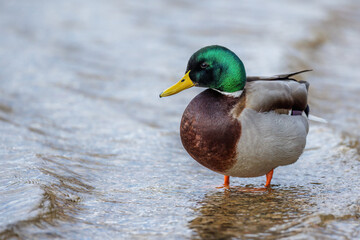 Stockente (Anas platyrhynchos) Männchen
