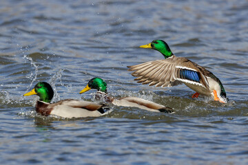Stockente (Anas platyrhynchos) Männchen
