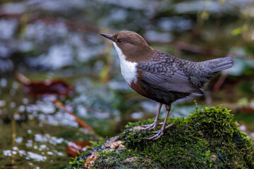 Wasseramsel (Cinclus cinclus)