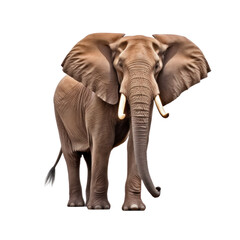 Obraz premium African Elephant Art on transparent background