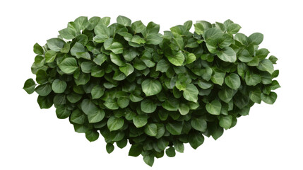 heart shaped green leaf