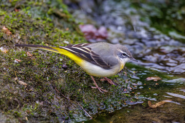 Gebirgsstelze (Motacilla cinerea)