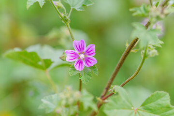 Obraz premium Bright pink malva flower stands out in a lush green background.