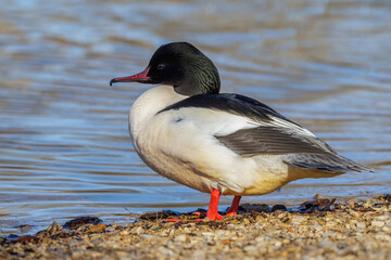 G&auml;nses&auml;ger (Mergus merganser) M&auml;nnchen