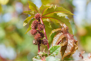 Castor bean plant displays vibrant seed clusters and textured leaves in sunlight.