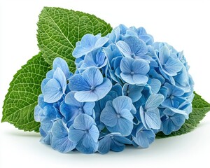 Obraz premium Vibrant hydrangeas in full bloom a close-up floral photography