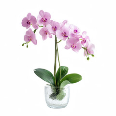 A stunning arrangement of pink orchids in a textured glass vase, showcasing their delicate petals and lush green leaves.