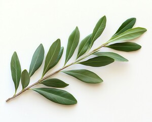 Obraz premium Delicate stem and isolated olive leaves a botanical photography concept