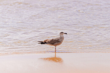 Brown-speckled seagull stands on one leg at the edge of the water.