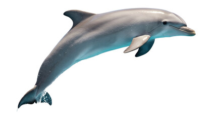 Isolated Dolphin