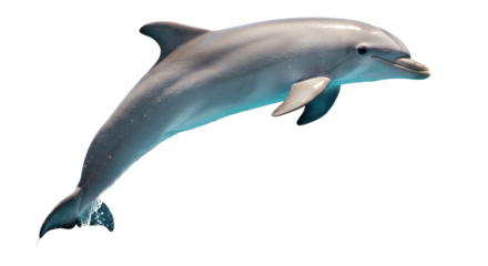 Isolated Dolphin
