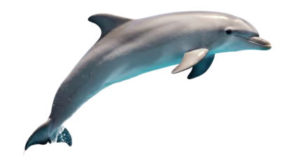  Isolated Dolphin © Anna