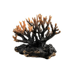 A detailed, black coral structure featuring intricate branches and a textured surface, showcasing its unique formation and natural beauty.