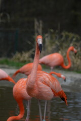 flamingo in the zoo