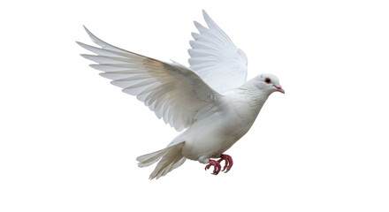 Isolated White Dove in Flight