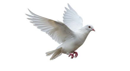 Isolated White Dove in Flight