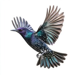 Obraz premium Colorful Bird in Flight with Iridescent Purple, Blue, Green, and Black Plumage – Ideal Stock Image for Wildlife and Nature Themes