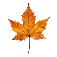Fototapeta premium autumn maple leaf