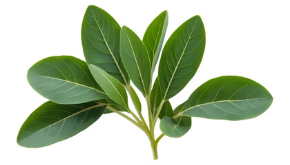 Fenugreek Leaves with Small Trifoliate Green Foliage Isolated on Transparent Background