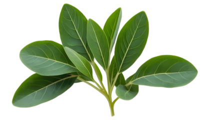 Fenugreek Leaves with Small Trifoliate Green Foliage Isolated on Transparent Background