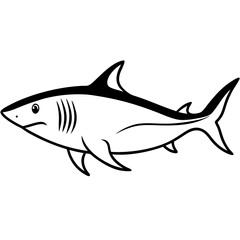 shark vector illustration