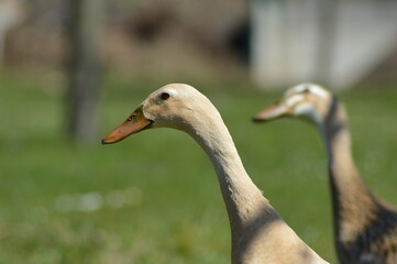 Indian Runner ducks in the garden