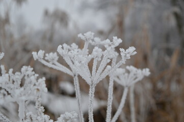 frost on the branches